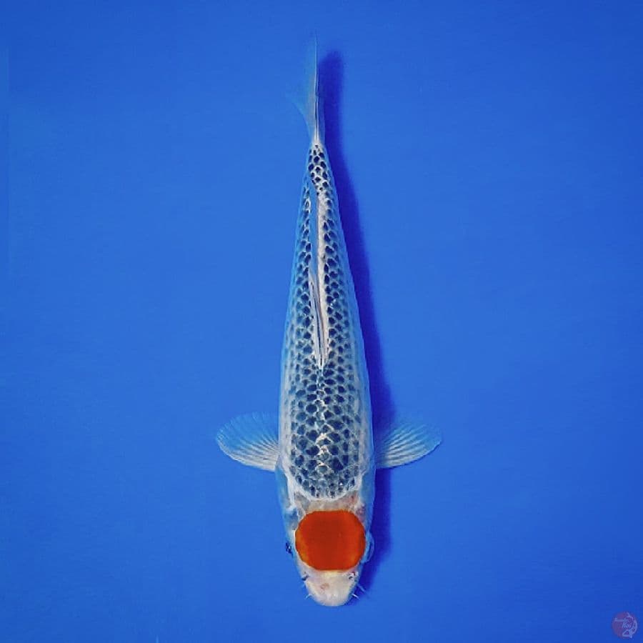 10.TANCHO GOSHIKI 30CM MALE