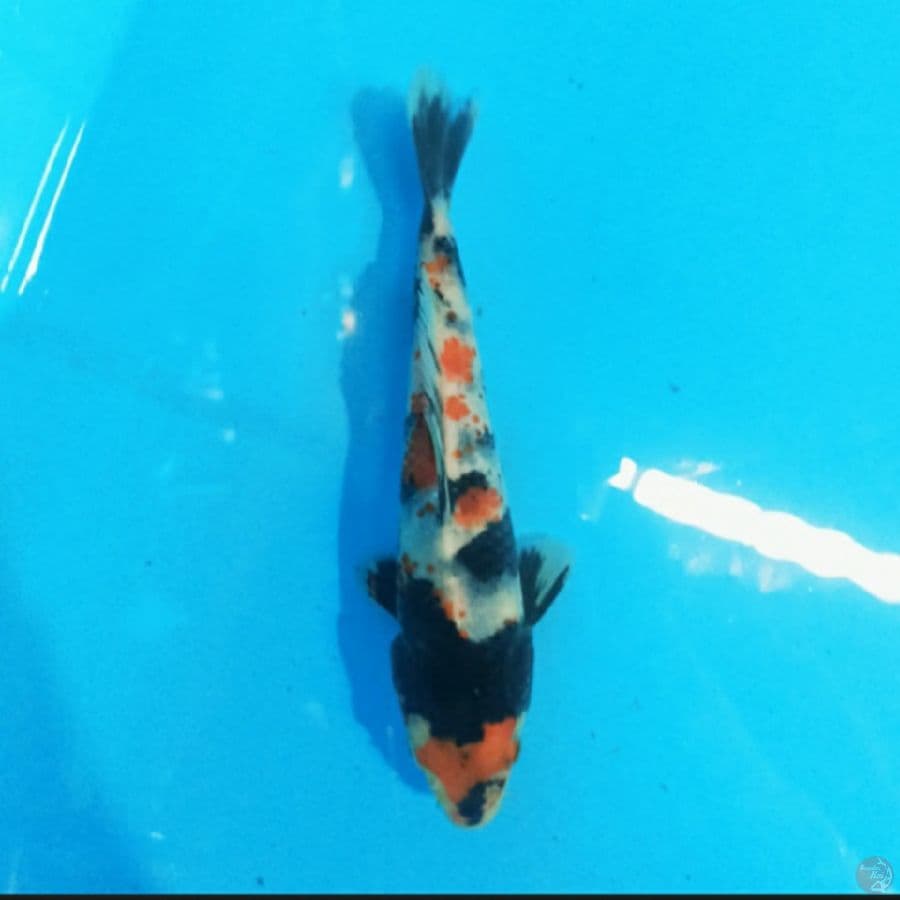 Showa 17 cm