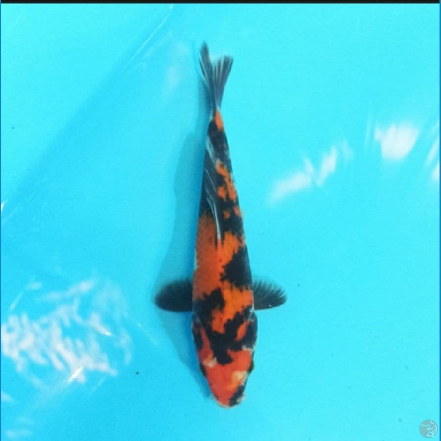 Showa 17 cm