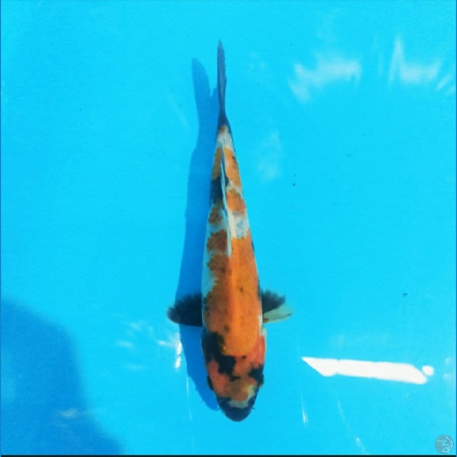 Showa 17 cm