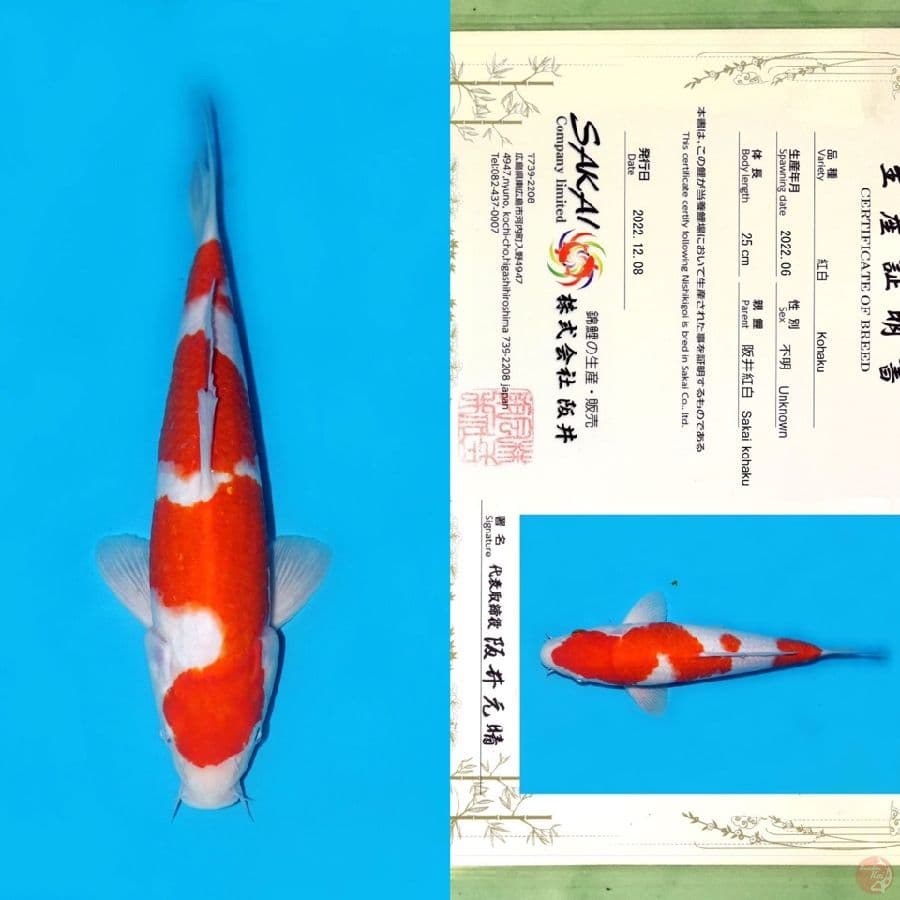 SAKAI KOHAKU HQ 32CM