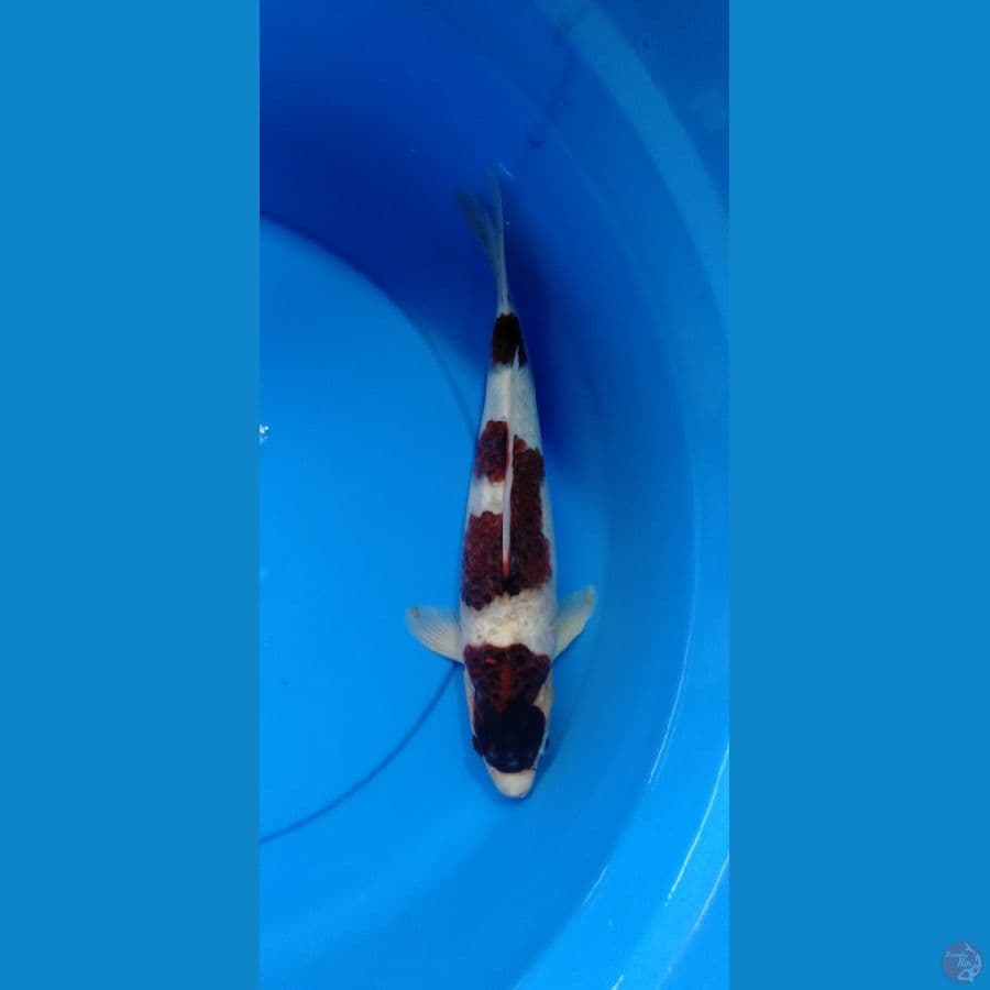 Budogoromo 32cm