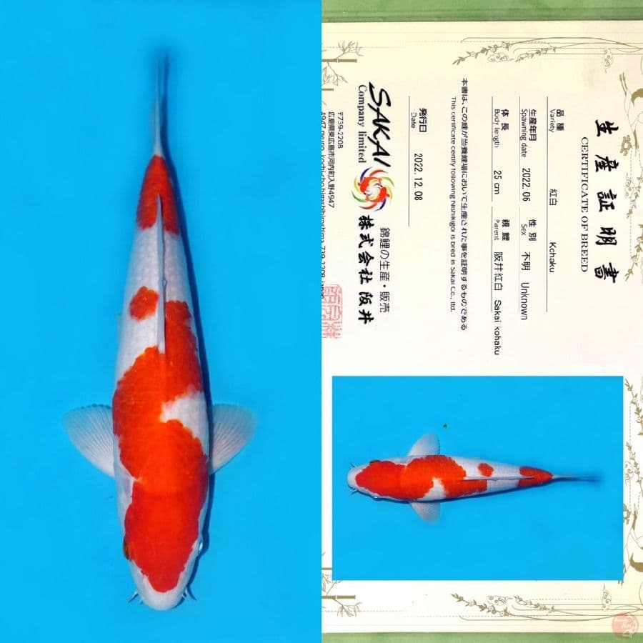 SAKAI NIDAN KOHAKU HQ 32CM