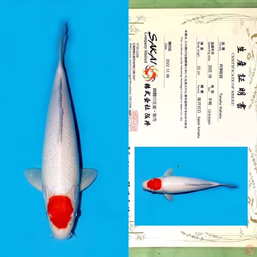 SAKAI TC KOHAKU HQ 30CM