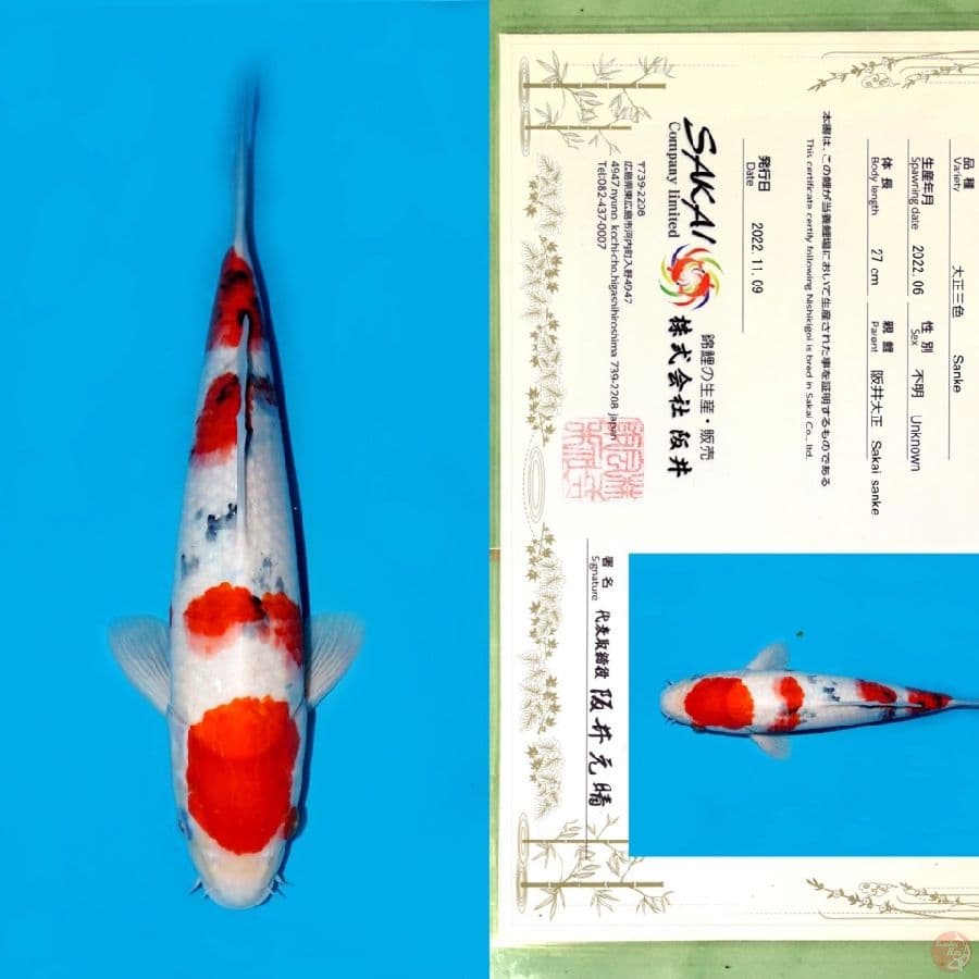SAKAI YONDAN SANKE HQ 34CM