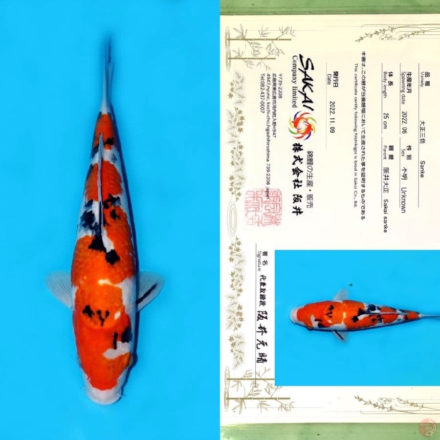 SAKAI NIDAN SANKE HQ 32CM