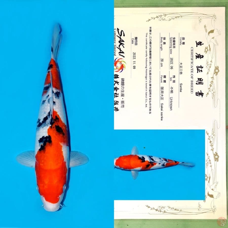 SAKAI NIDAN SANKE HQ 35CM