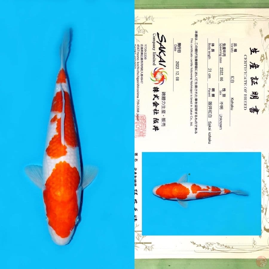 SAKAI SANDAN KOHAKU HQ 28CM