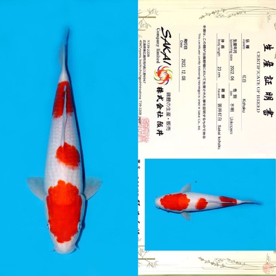 SAKAI SANDAN KOHAKU HQ 30CM