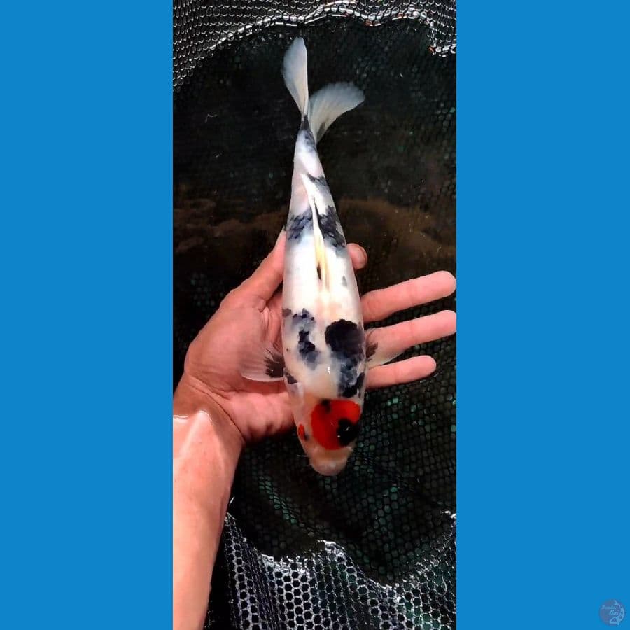 TANCO SHOWA -+30CM