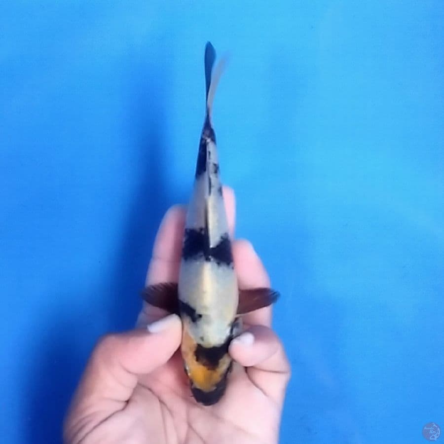 Minion Shiro 15CM