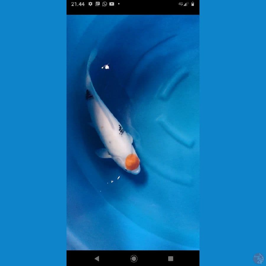 49cm tc showa