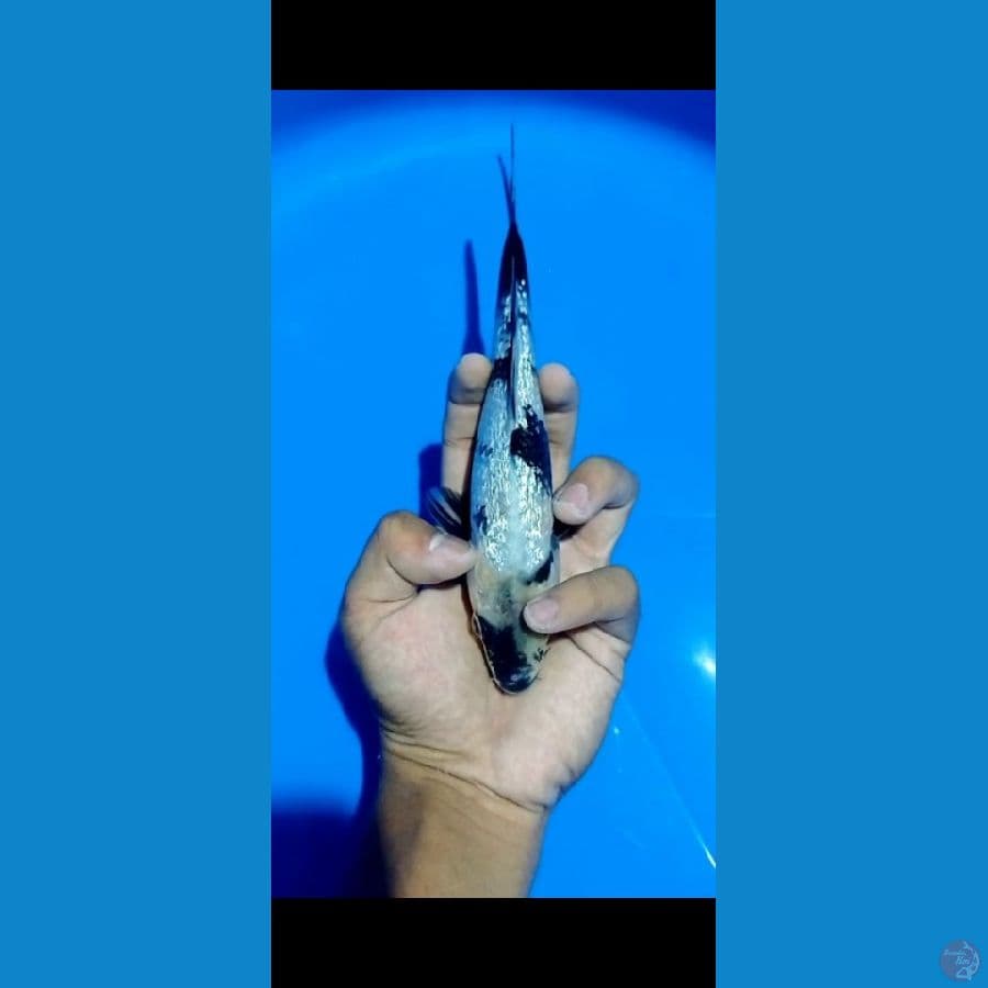 #shiro ginrin istimewa #size 17 cm