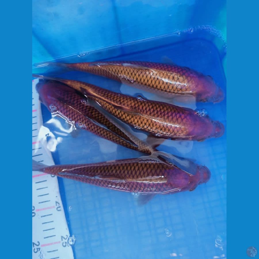 paket chagoi tembaga 4 ekor 30 bu