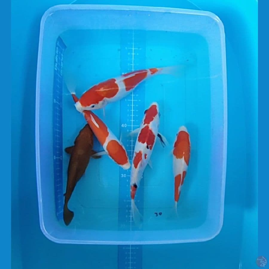 mix 18-24 cm