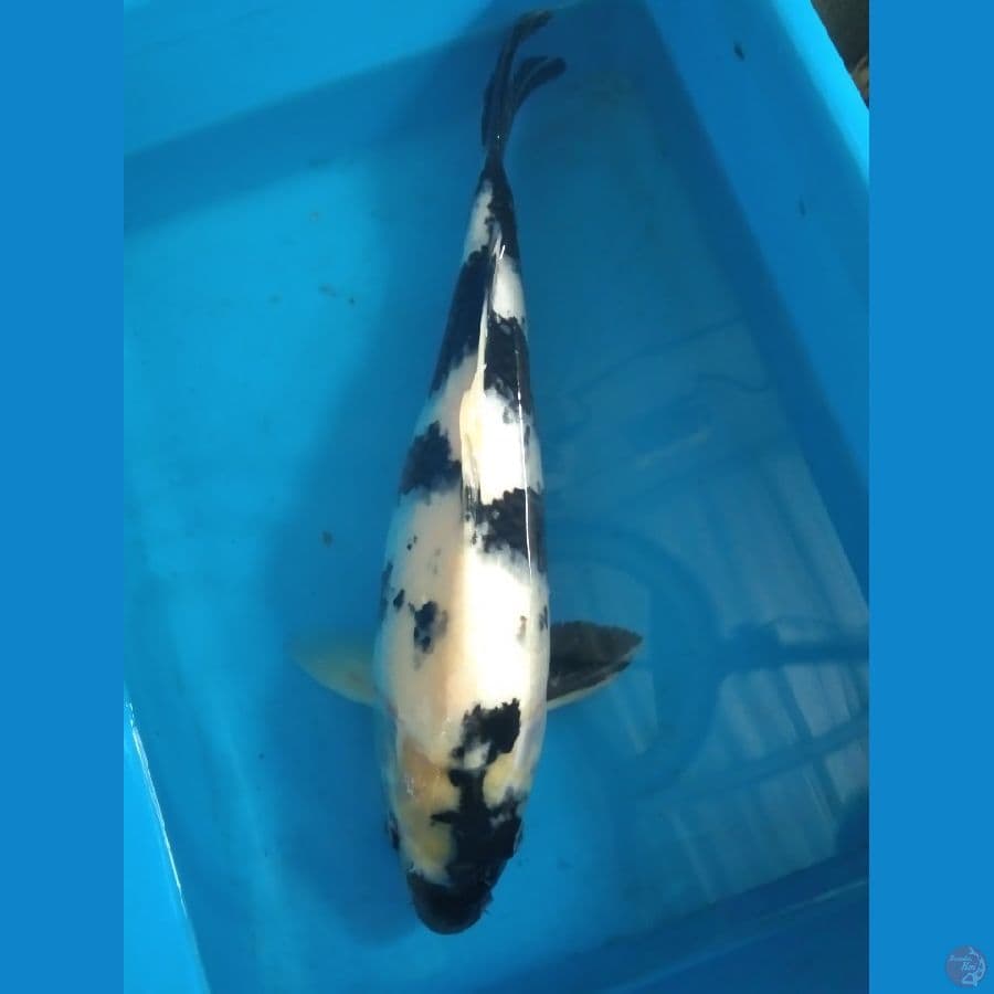 Shiro 40cm Female