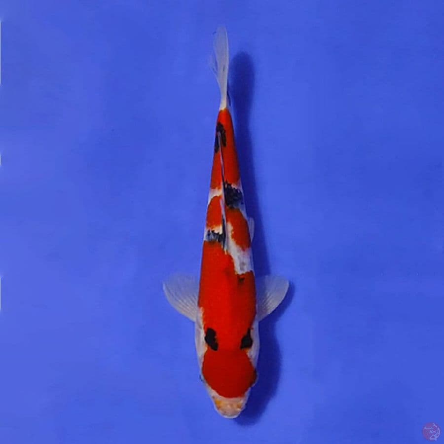SANKE 27cm/M