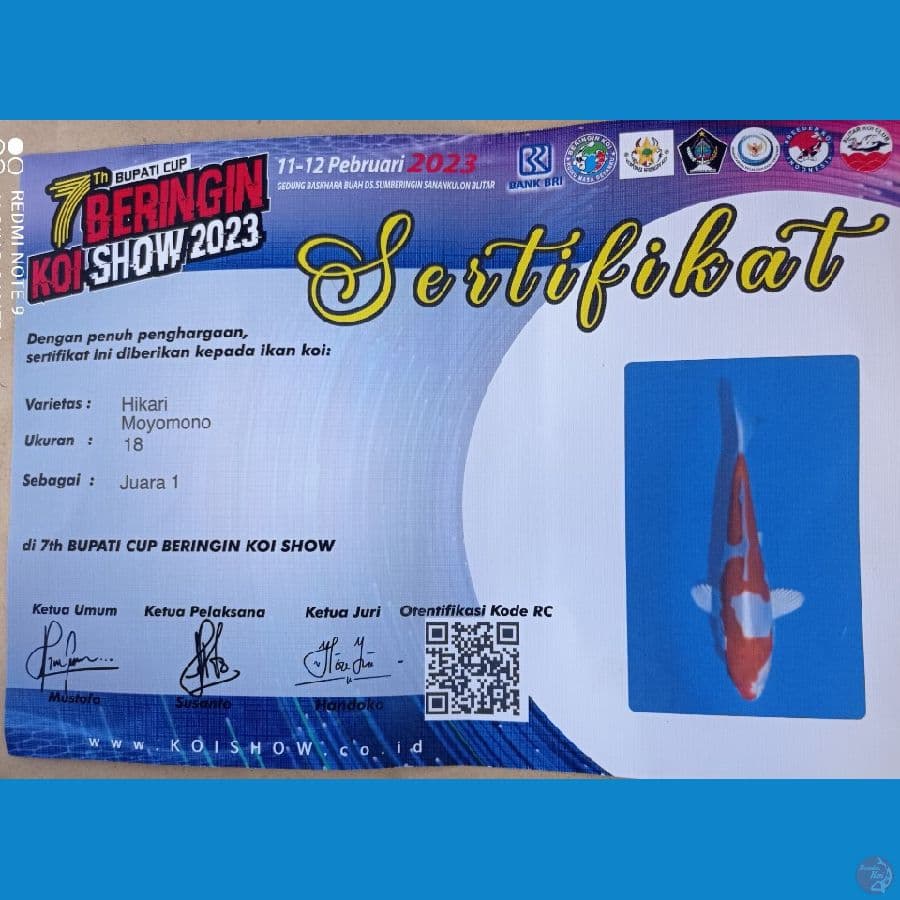 hikari serti juara 1