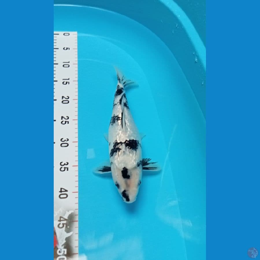 Shiro Utsuri Gindrin Super Quality 32cm™