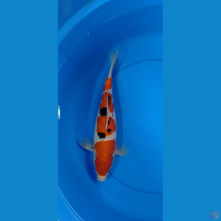 Sanke 33cm