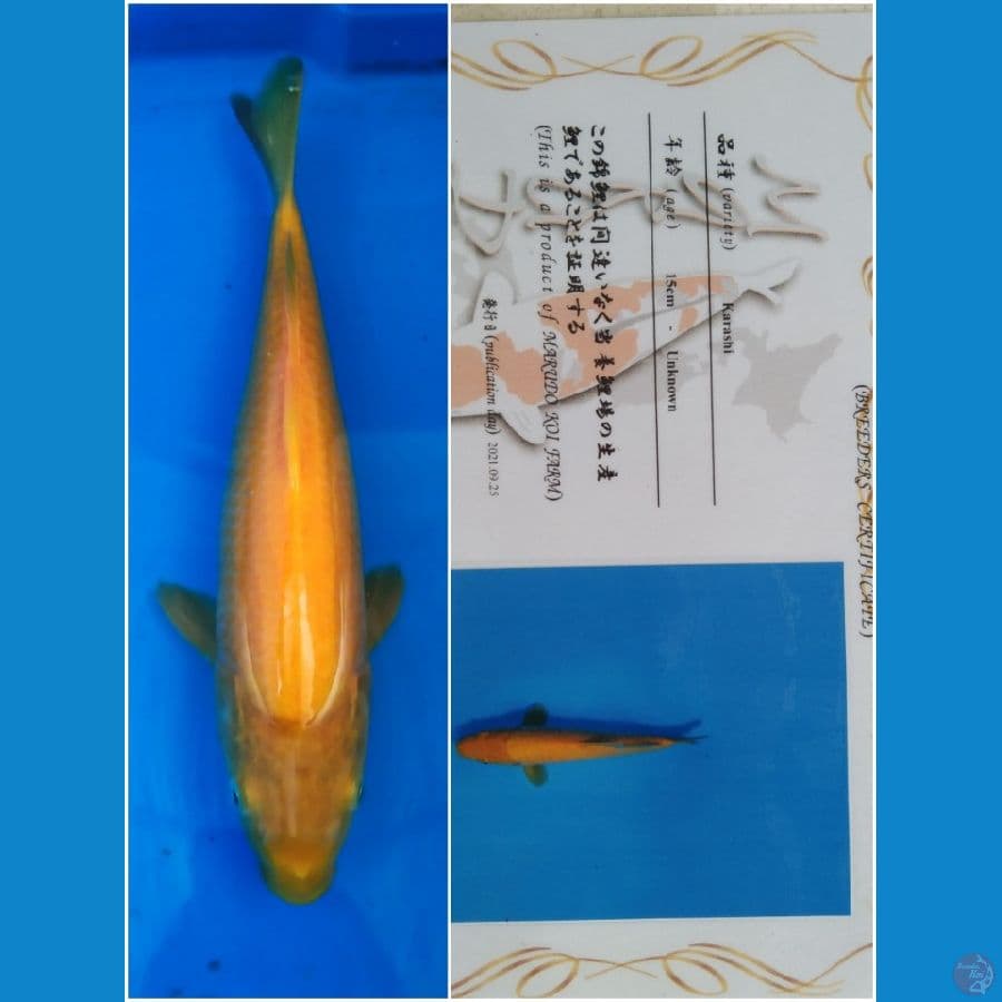 Karashi Marudo Serti import 34cm (mata merah)