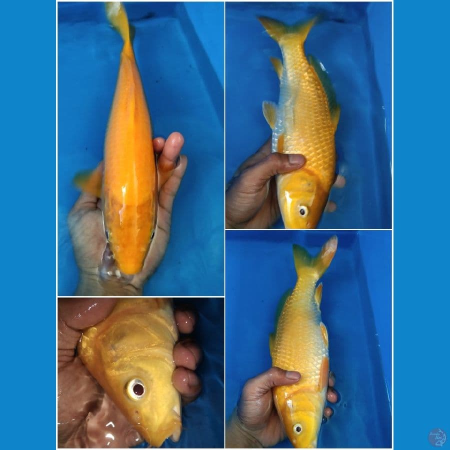 Karashi Marudo Serti import 34cm (mata merah)