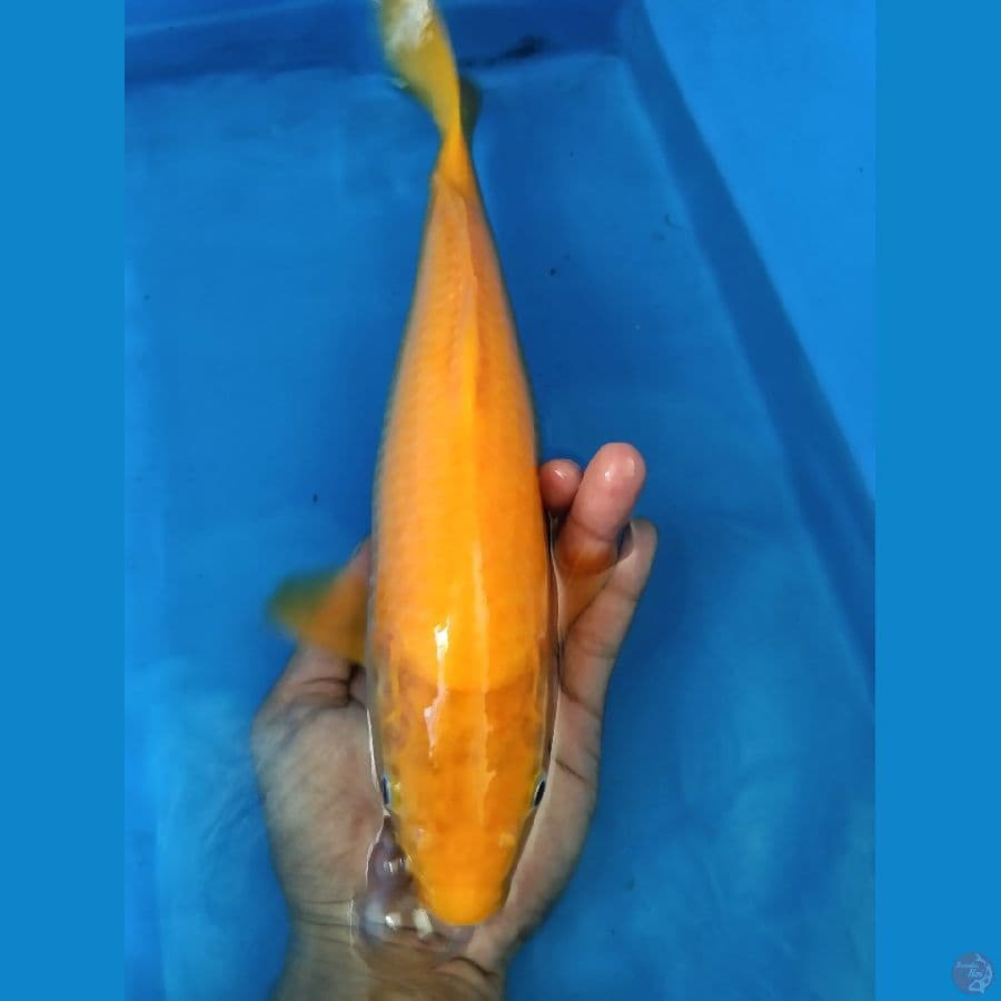 Karashi Marudo Serti import 34cm (mata merah)