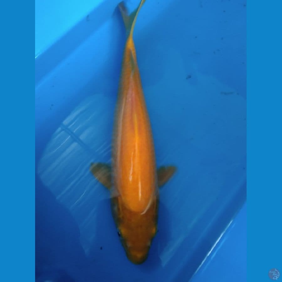 Karashi Marudo Serti import 34cm (mata merah)