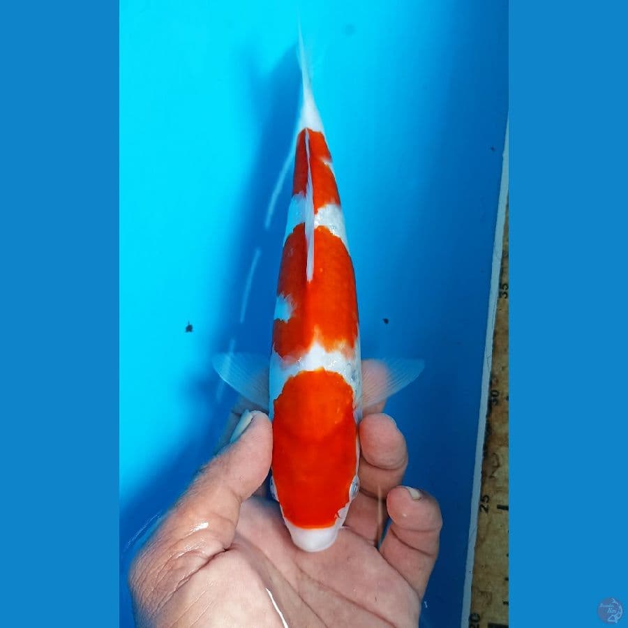 Kohaku 24cm