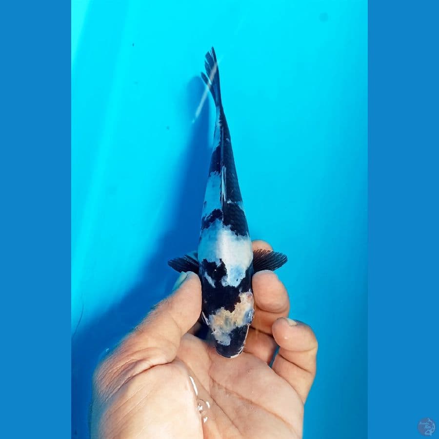 Shiro 17cm