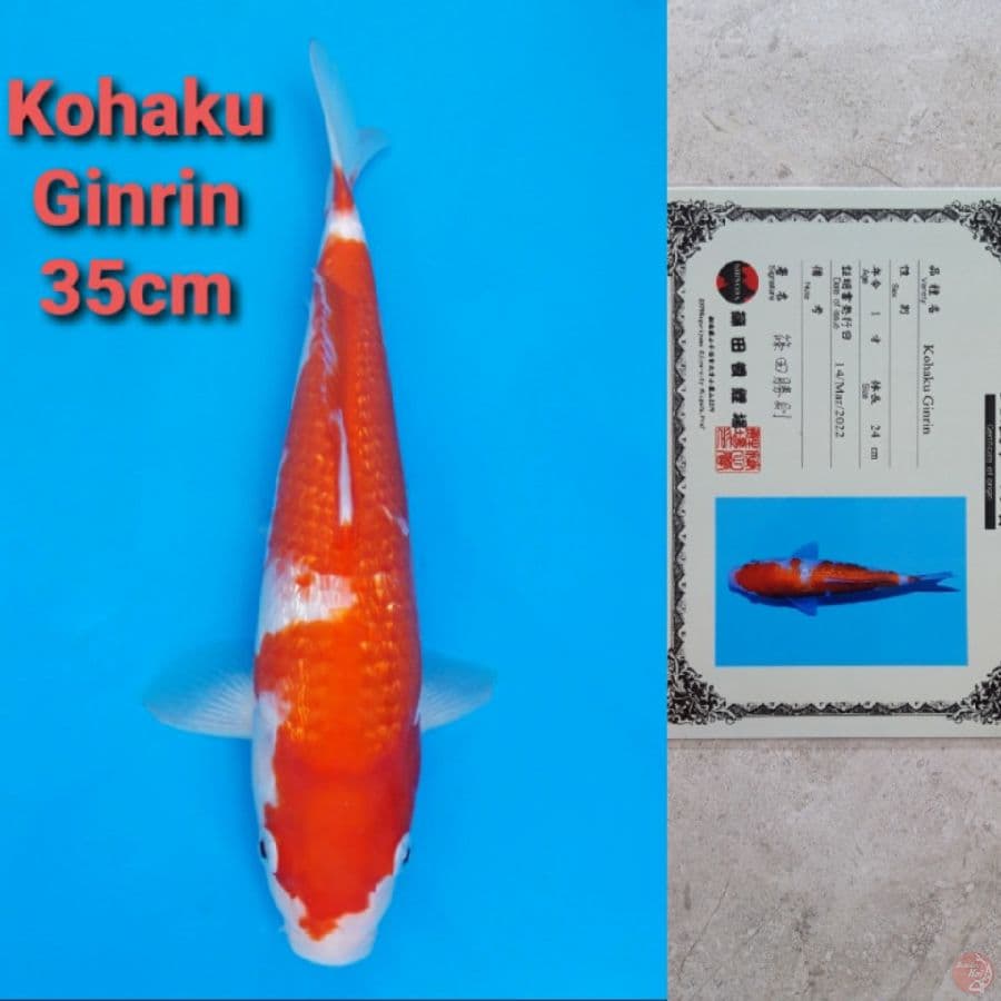 MATSUE KOHAKU GINRIN 35CM SERTI