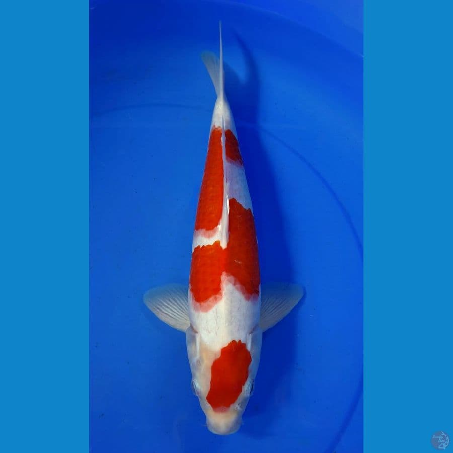 KOHAKU