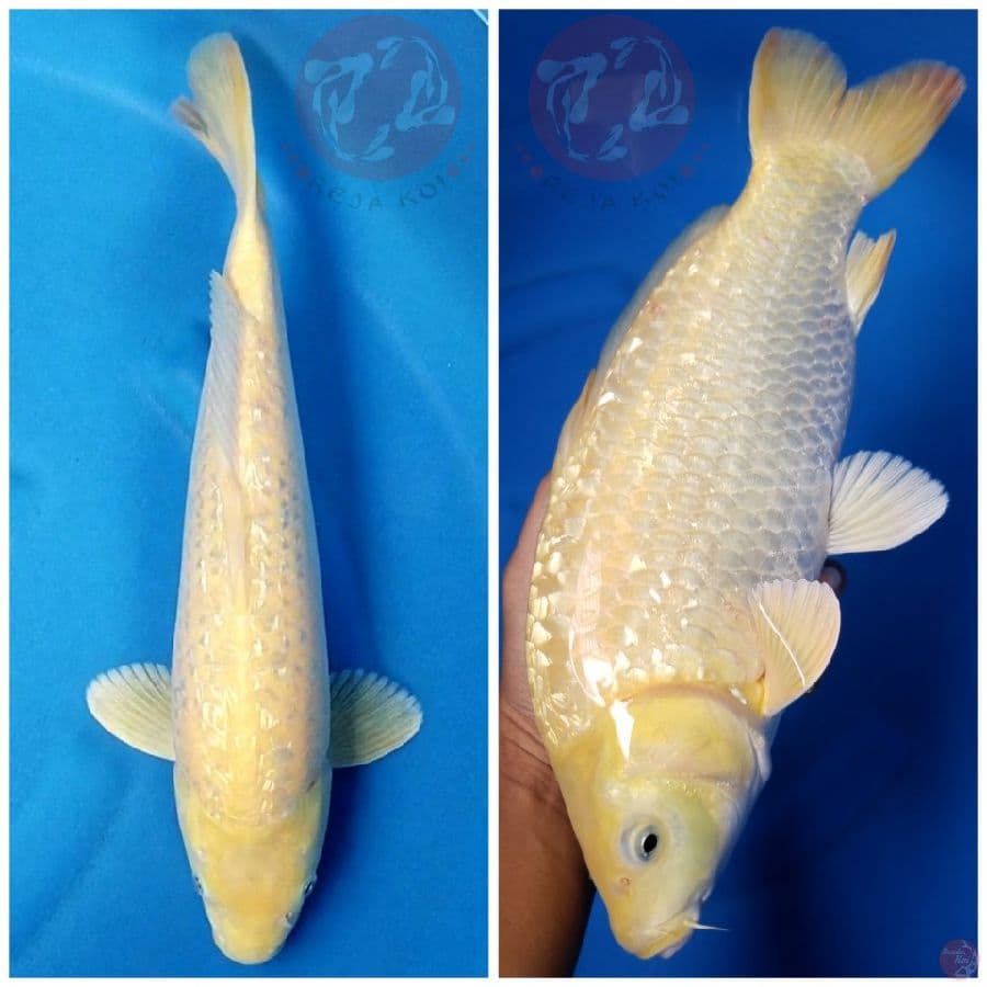 KARASHI 38 CM MALE