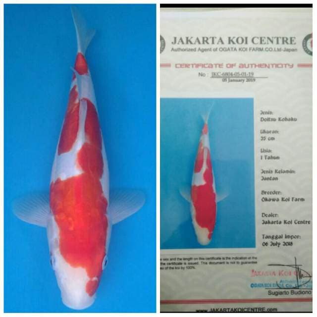 Okawa Kohaku Doitsu