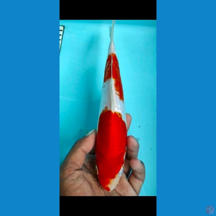 kohaku doit 25cm