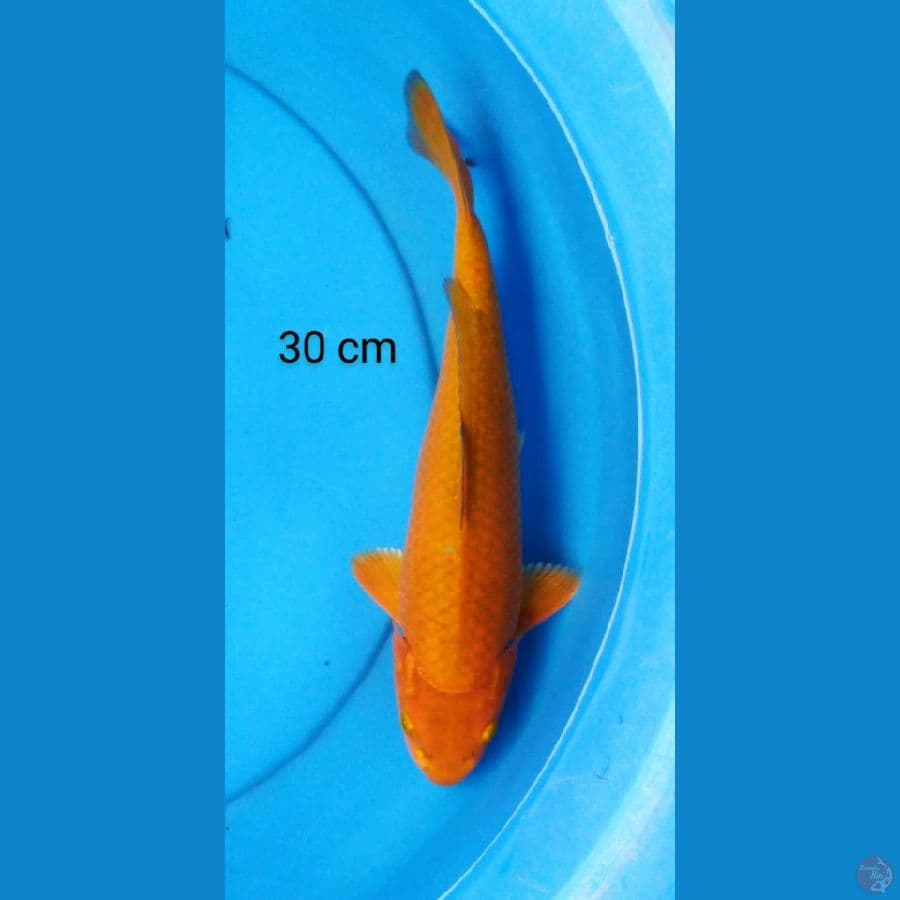 chagoi antik male 30 cm
