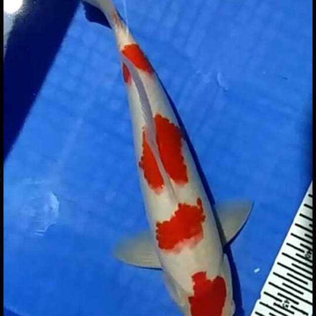Kohaku.4step.size.38bu