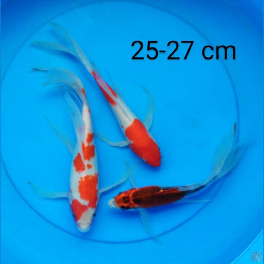 mix slayer 25-27 cm