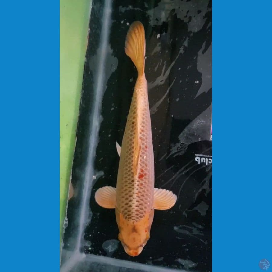 Gold Mukasi Male 42 cm