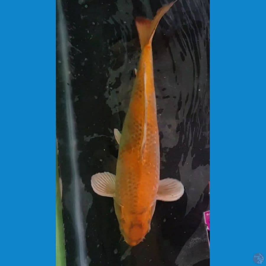 Male 45 cm