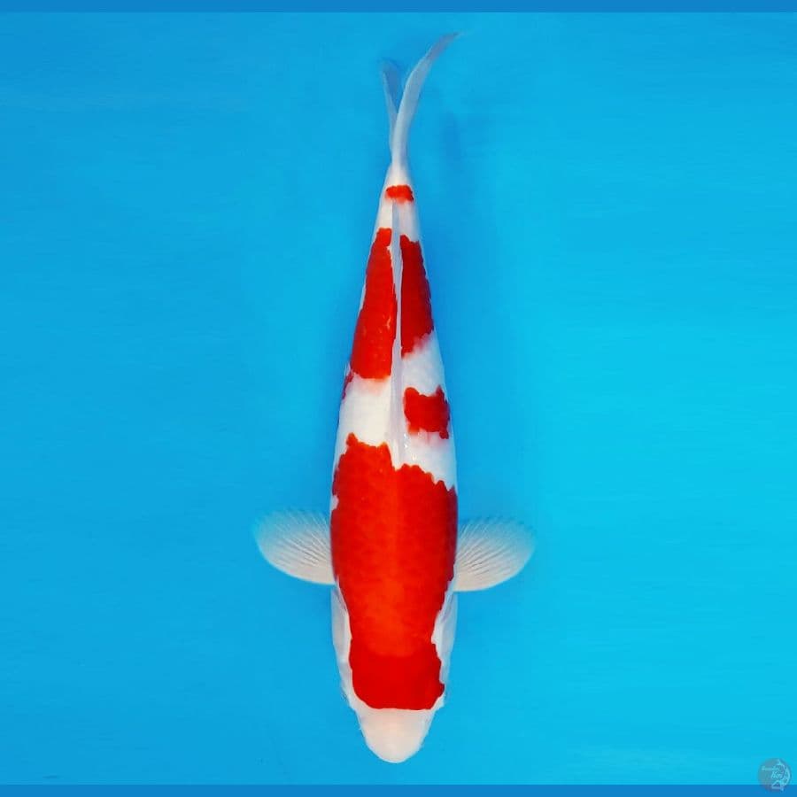 FURY 1 ~ Kohaku 40 cm/male ™