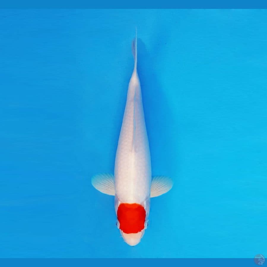 FURY 9 - Tancho 23 cm/fm ®