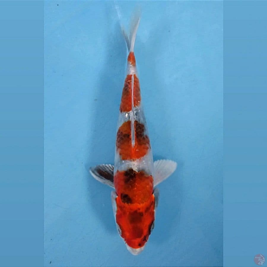 kin showa, 20 cm