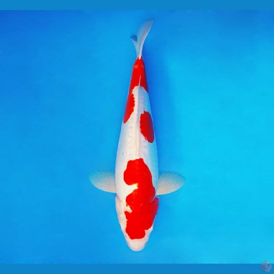 FURY 13 - Kohaku Doitsu 35 cm/fm ®