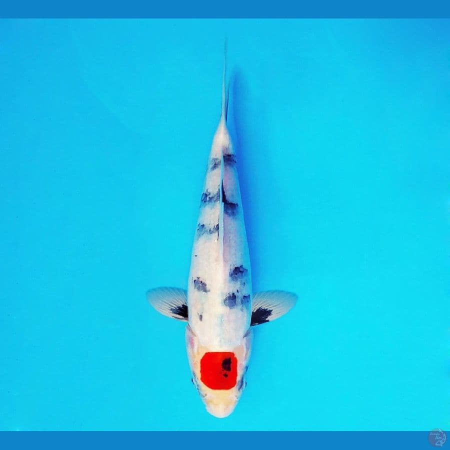 FURY 15 - Tancho Showa 23 cm/fm ®