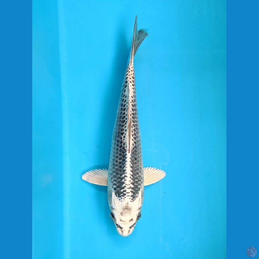 GIN MATSUBA 22CM UNCHEK