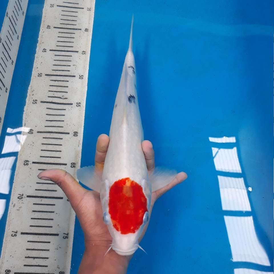 TANCHO SANKE (35cm)