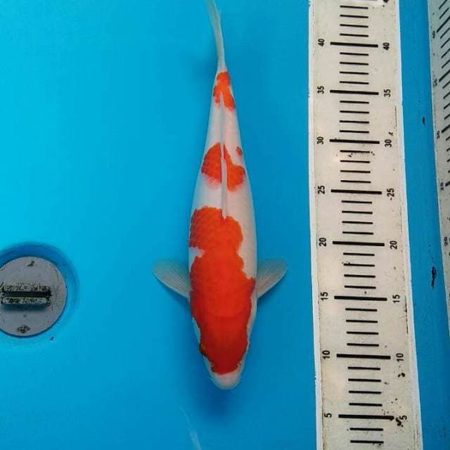Kohaku Sandan
