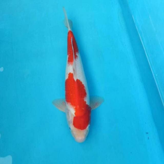 Kohaku step 2 Quality originale