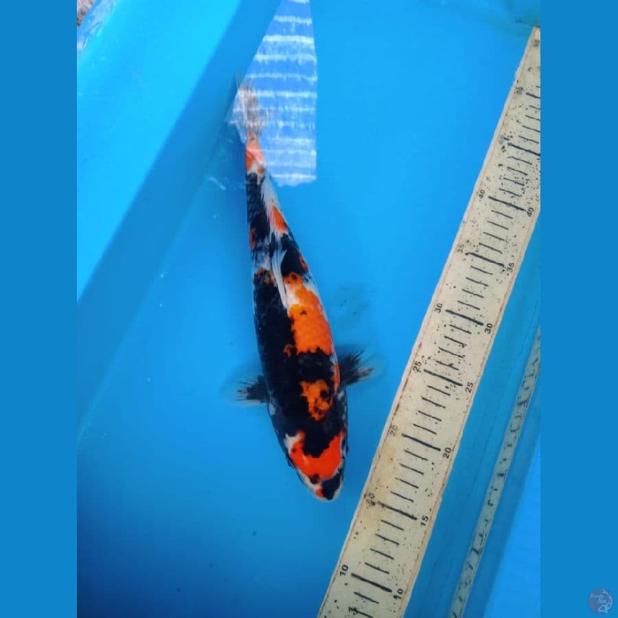 showa 32cm female